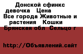 Донской сфинкс девочка › Цена ­ 15 000 - Все города Животные и растения » Кошки   . Брянская обл.,Сельцо г.